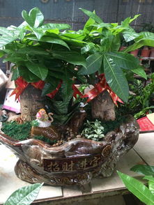 泉州公司租花與萬達(dá)綠植租擺 發(fā)財(cái)樹開業(yè)盆栽及代管理服務(wù)一覽