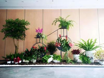 辦公室植物租賃服務(wù) 蛇口花卉綠植出租，上門養(yǎng)護(hù)與免費(fèi)更換無憂