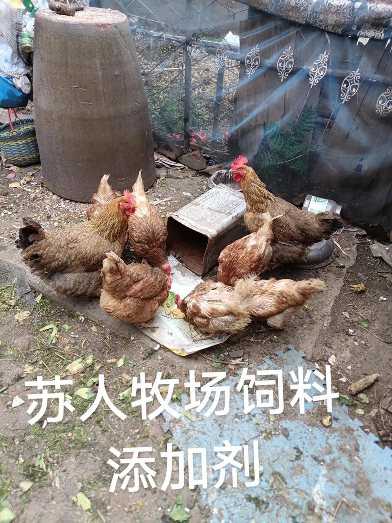 蘇人牧場(chǎng)飼料添加劑 提升家禽免疫力與蛋品質(zhì)的科學(xué)之道